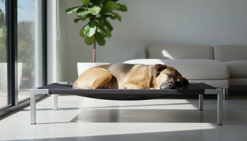 Chew Proof Dog Beds 2026: The Ultimate Guide for Destructive Chewers