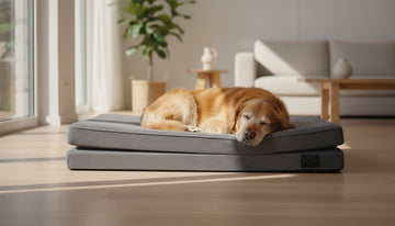 Orthopedic Dog Beds: A Complete Guide to Comfort and Joint Health