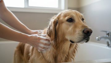 Pet Safe Shampoo for Sensitive Skin: The Ultimate 2026 Buying Guide - Firstpetcentral