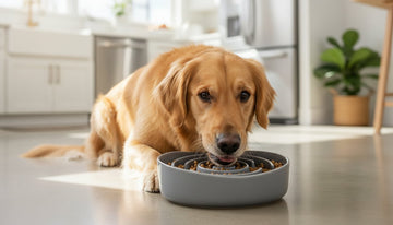 Slow Feeder Dog Bowl: The Ultimate Guide to Healthier Mealtimes - Firstpetcentral