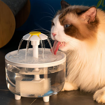 Why Your Pet Needs a Fresh and Filtered Pet Fountain - Firstpetcentral