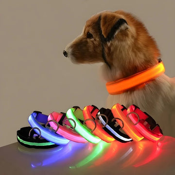 Dog Collars, Leashes & Harnesses