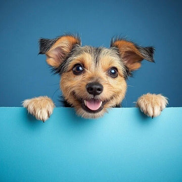 Top-Rated Best Selling Pet Supplies – Loved by Pets & Owners | Firstpetcentral