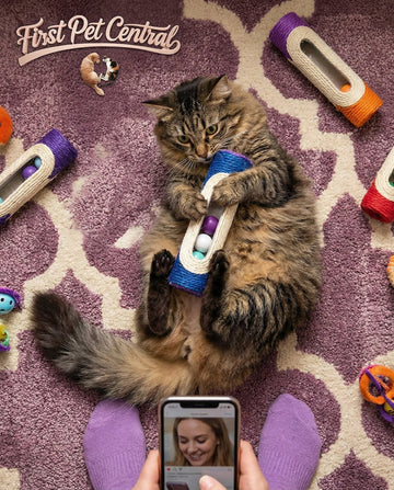 Cat Essentials – Premium Litter, Feeders, Grooming & Beds | Firstpetcentral