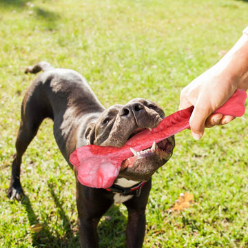 Dog Toys & Training Aids