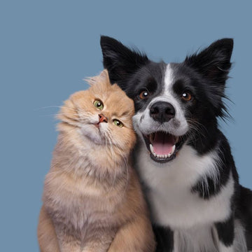 New Pet Supplies, Toys & Essentials – Shop Fresh Trends | Firstpetcentral