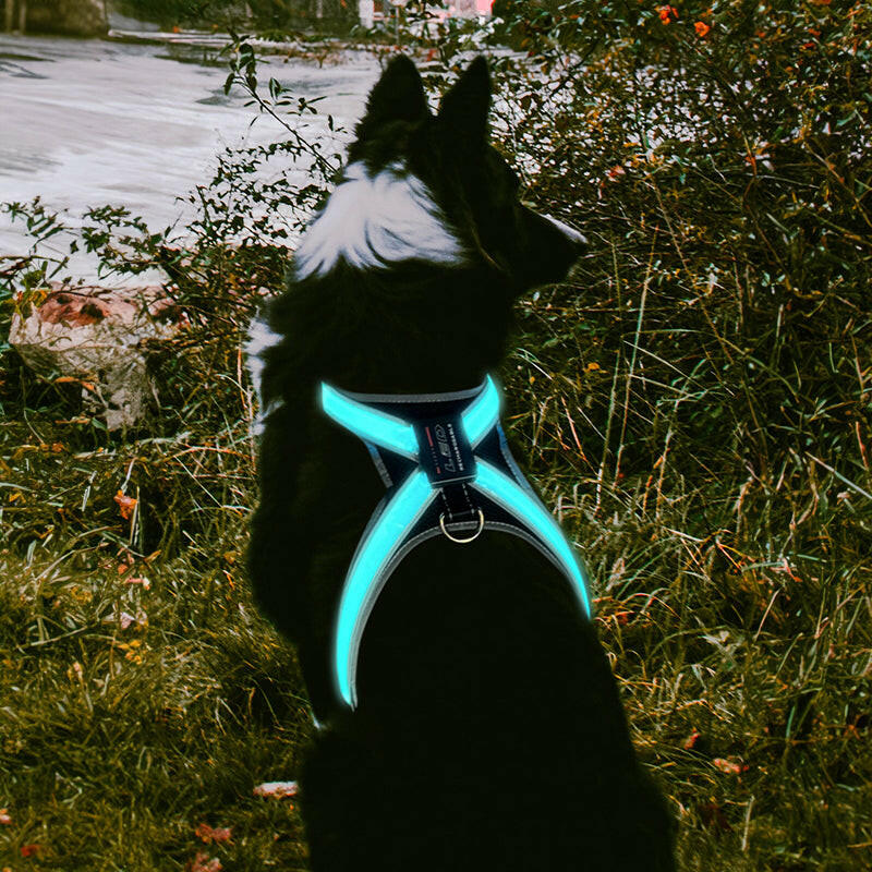 FISRT PET