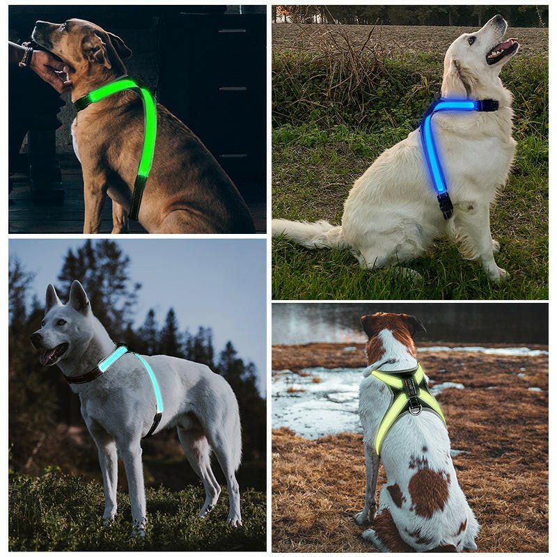 Explosion-Proof Pet Gear, Flushable Pads, LED Collars, Clothes & Braces.