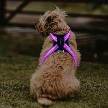 Explosion-Proof Pet Gear, Flushable Pads, LED Collars, Clothes & Braces.