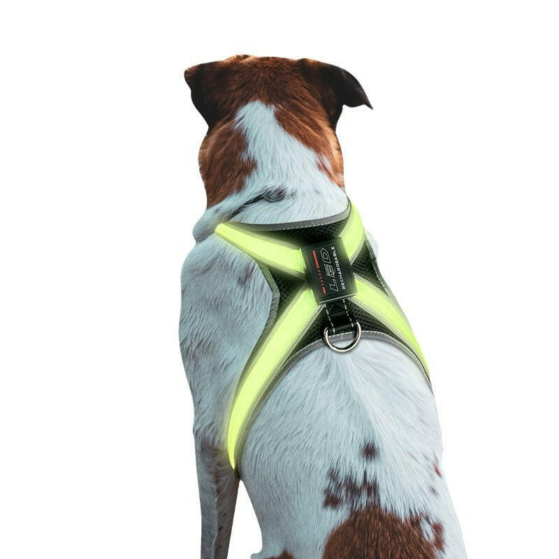 FISRT PET