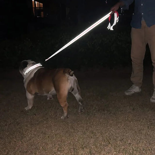 first pet central