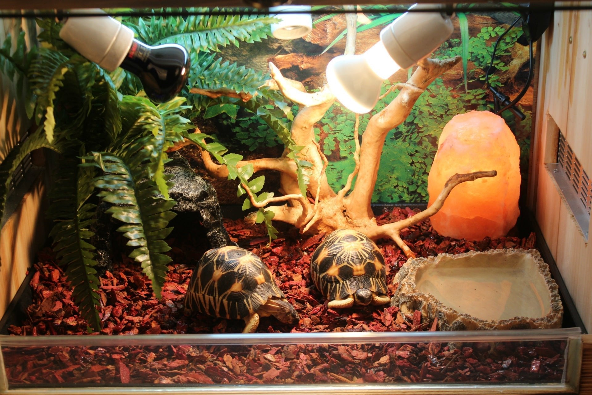 Borozo Reptile Tortoise Cave Hideout Cave Tortoise Nest Snake Cave Lizard Cave Big Hole - Firstpetcentral