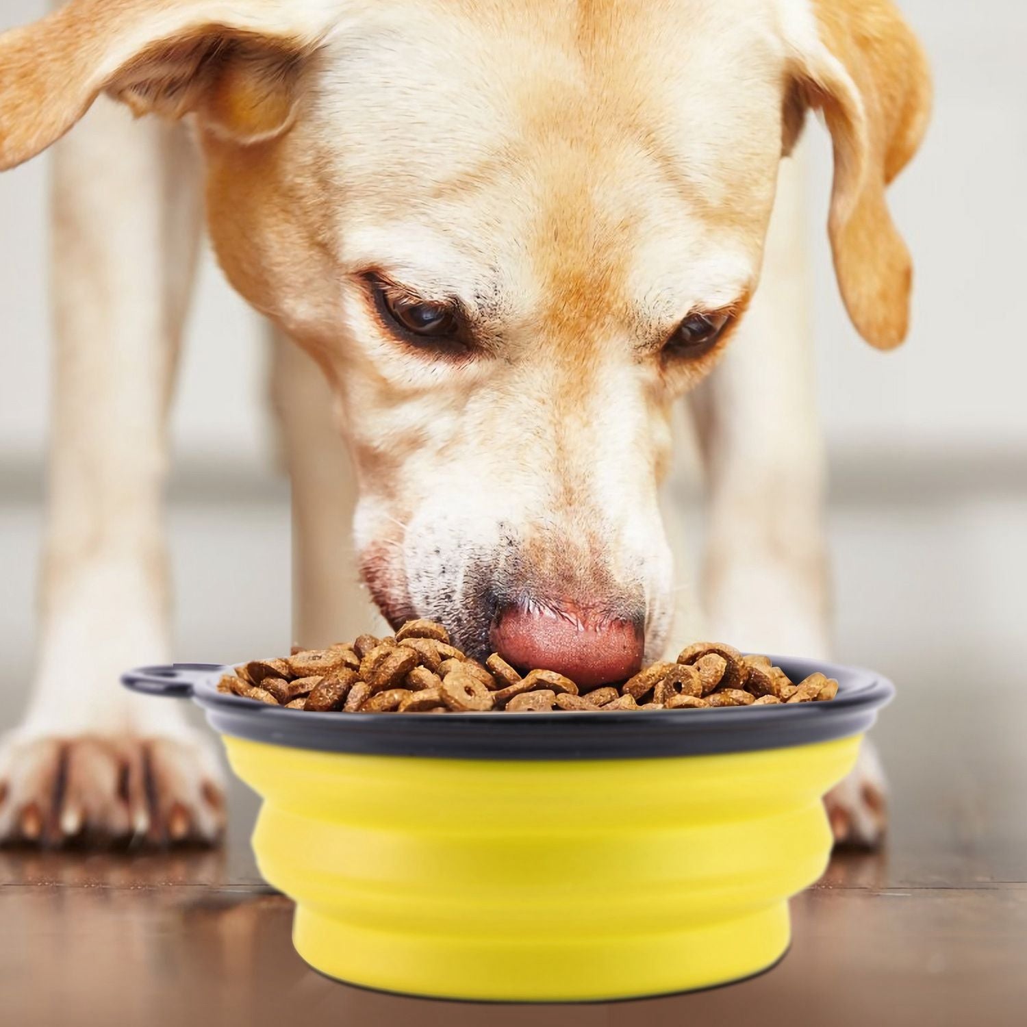 4Pcs Silicone Collapsible Dog Bowls BPA Free Travel Dog Bowl Foldable Cat Dog Food Water Bowl.