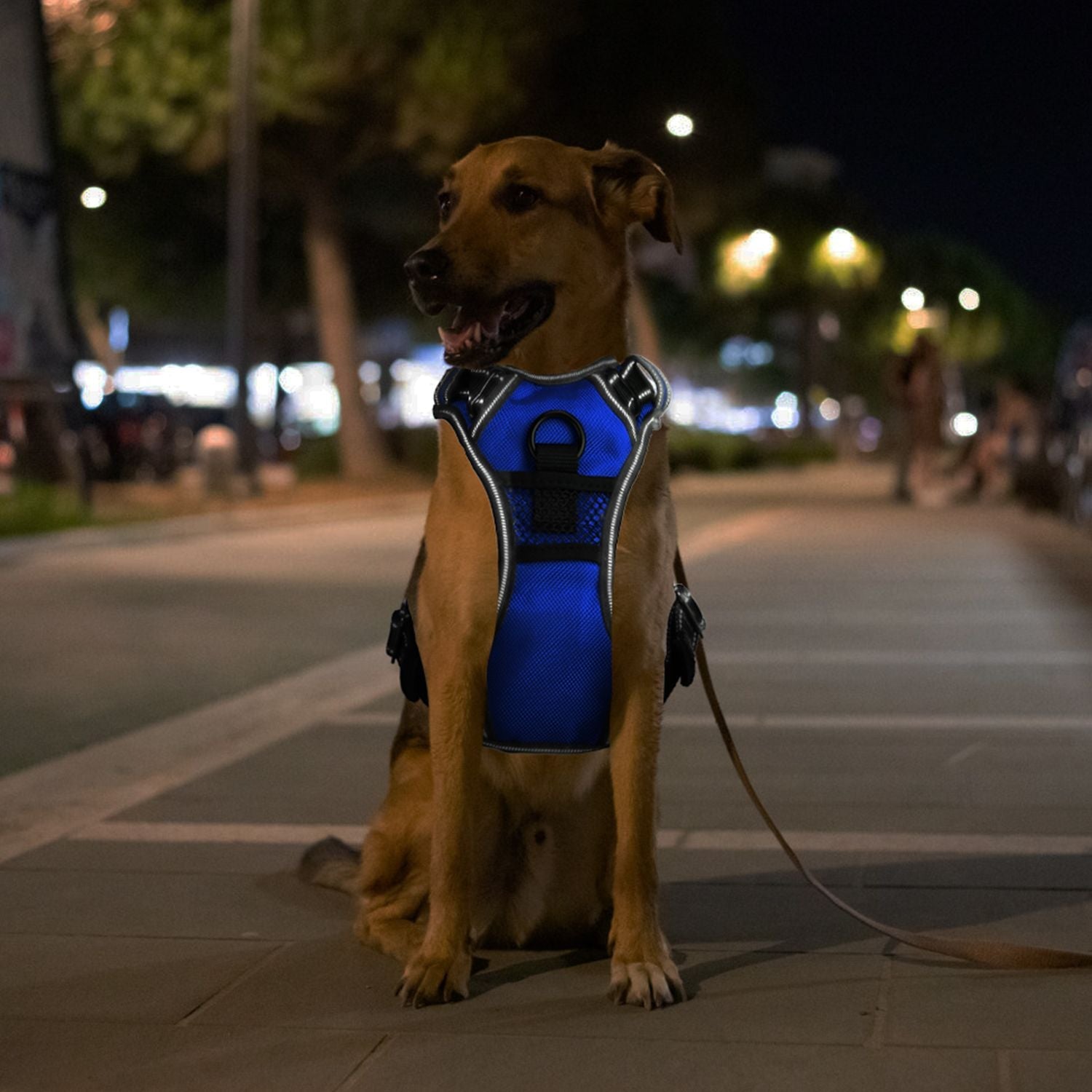 Light Up Dog Harness – No Pull Vest - Firstpetcentral