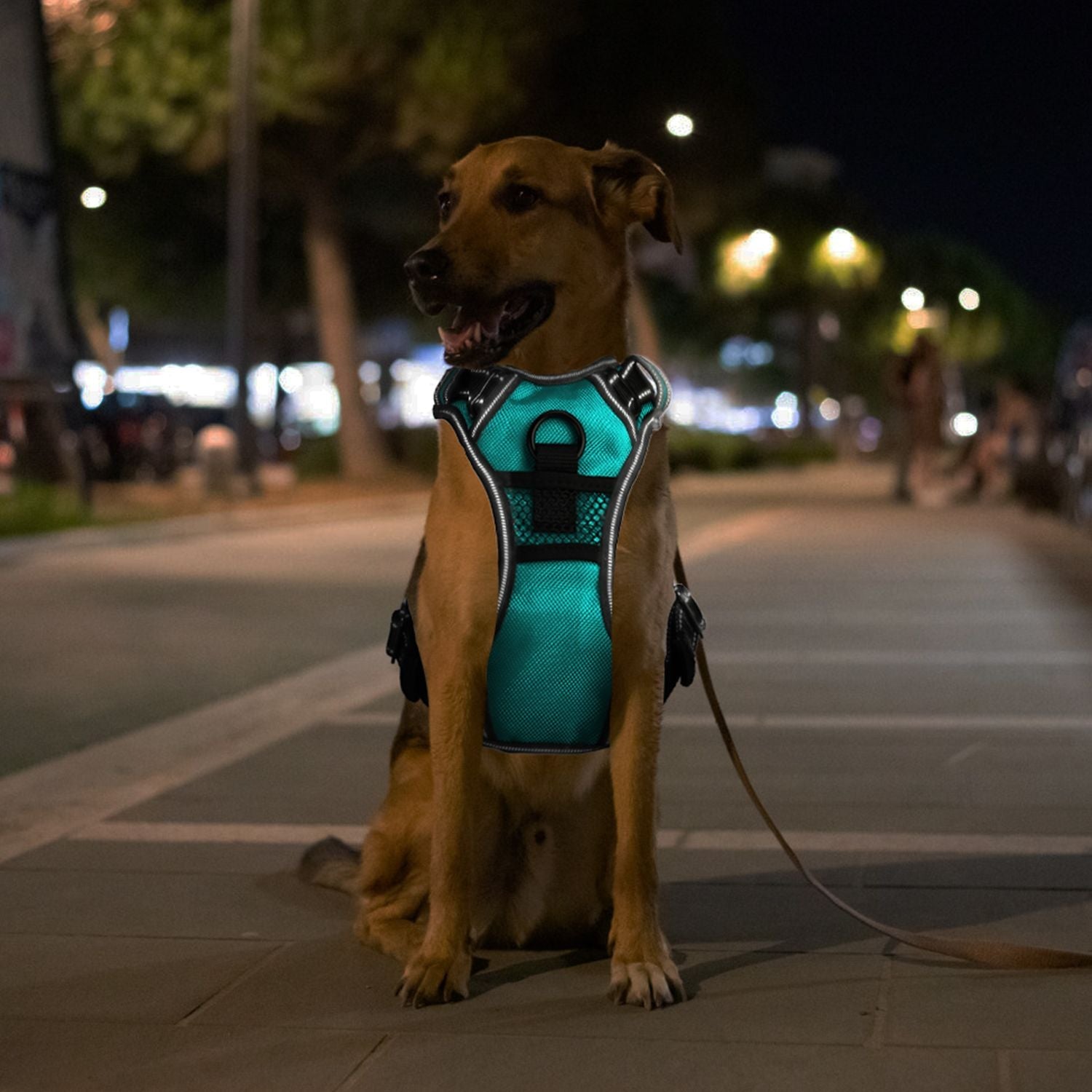 Light Up Dog Harness – No Pull Vest - Firstpetcentral