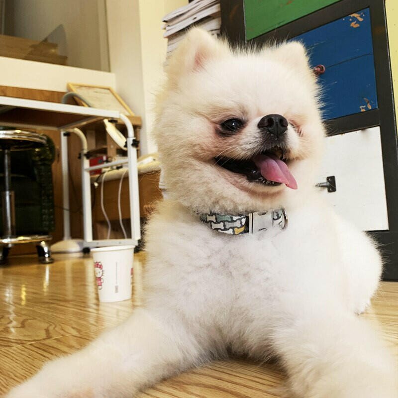 Personalized Dog Collar Leash Nylon Pet Dog Tag Collar Custom Puppy Cat Nameplate ID Collars Adjustable For Large Dogs - Firstpetcentral