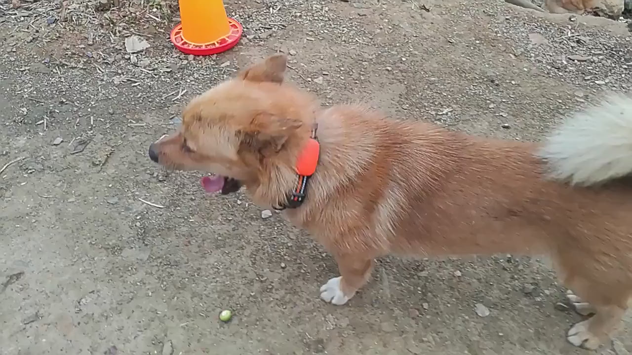 4G Pet Locator Gps Beidou Cat Dog Sheep Positioning Anti Loss Waterproof Collar Grazing Positioning Tracker.