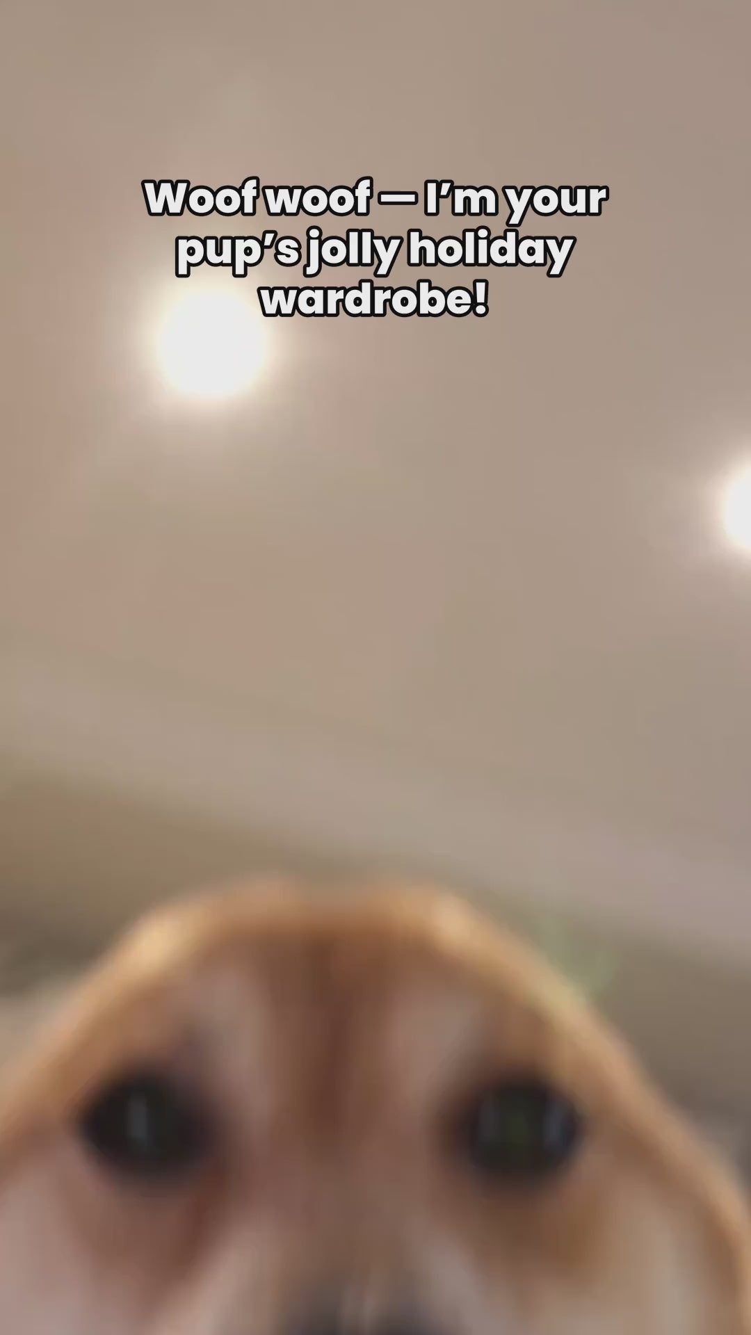 Christmas Dog Outfit Festive Pet Clothes for Holiday Celebrations Video